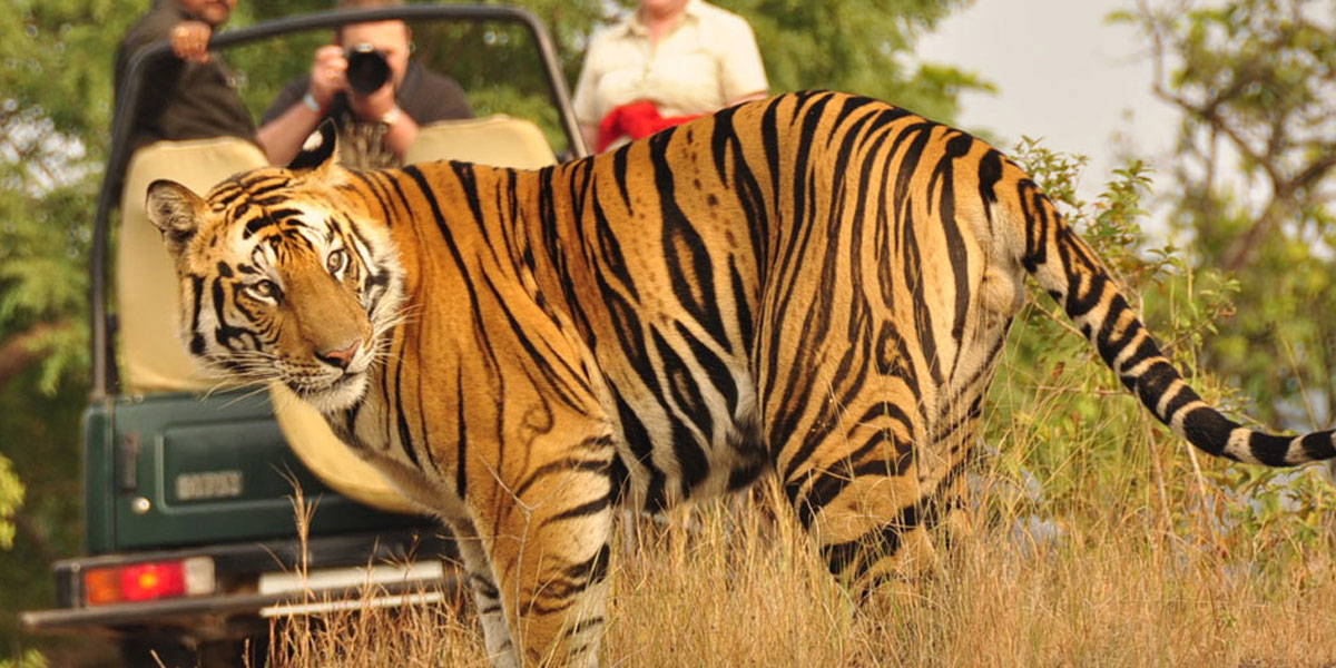 Golden Triangle with Ranthambore Tour