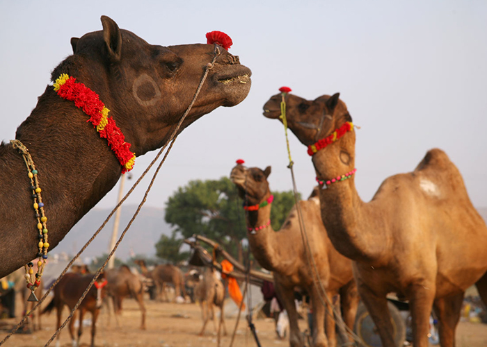 9 Days Vibrant Rajasthan Tour